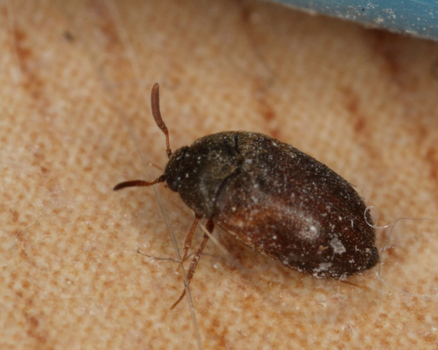 Carpet Beetles Town and Country Pest Solutions Inc.