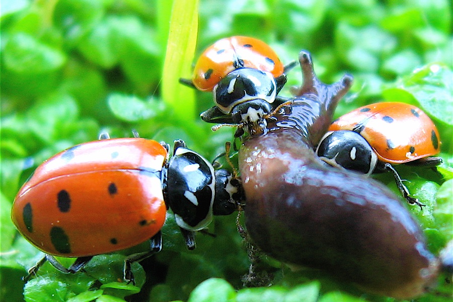 Asian Ladybeetle 22