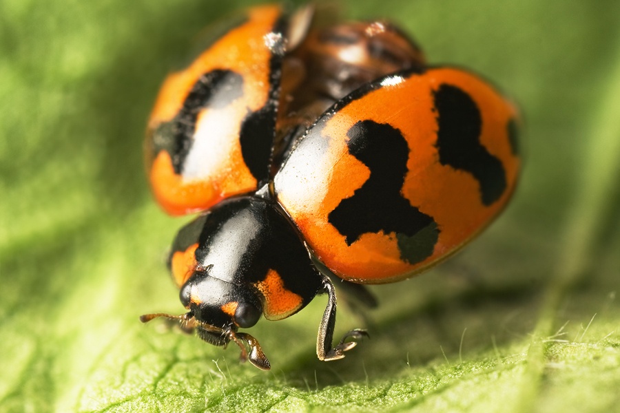 Asian Ladybeetle 77