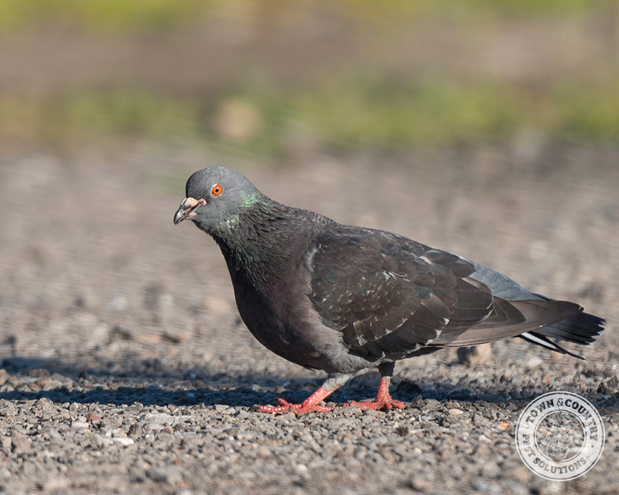 pigeons town and country pest solutions inc pigeons town and country pest solutions inc