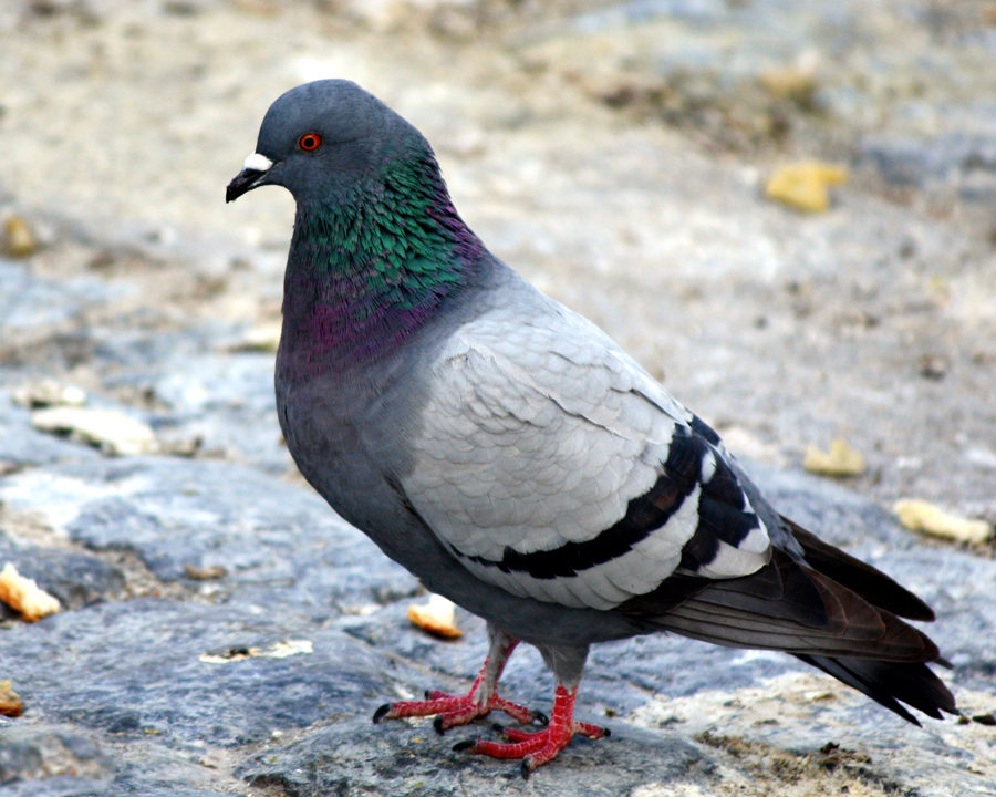 pigeons town and country pest solutions inc pigeons town and country pest solutions inc
