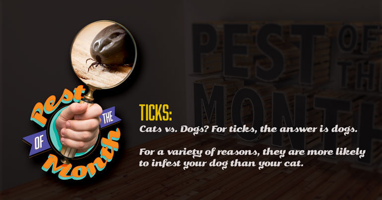tick, ticks, pest of the month, town and country, town and country pest solutions, pest, pests, rochester, syracuse, buffalo, rochester ny, syracuse ny, buffalo ny, new york, western ny, rochester exterminators, syracuse exterminators, buffalo exterminators, bed bugs, fabry, matt fabry, extermination, hire the pros, friendly, trustworthy