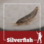 silverfish, town and country, town and country pest solutions