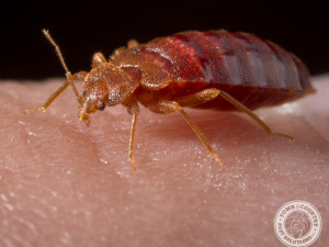 How to Avoid Bringing Bed Bugs Home From Spring Break