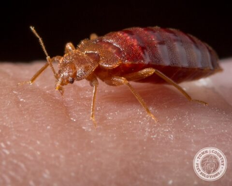 bed bug, blood sucker, vampire, town and country, town and country pest solutions, pest, pests, rochester, syracuse, buffalo, rochester ny, syracuse ny, buffalo ny, new york, western ny, rochester exterminators, syracuse exterminators, buffalo exterminators, bed bugs, fabry, matt fabry, extermination, hire the pros, friendly, trustworthy