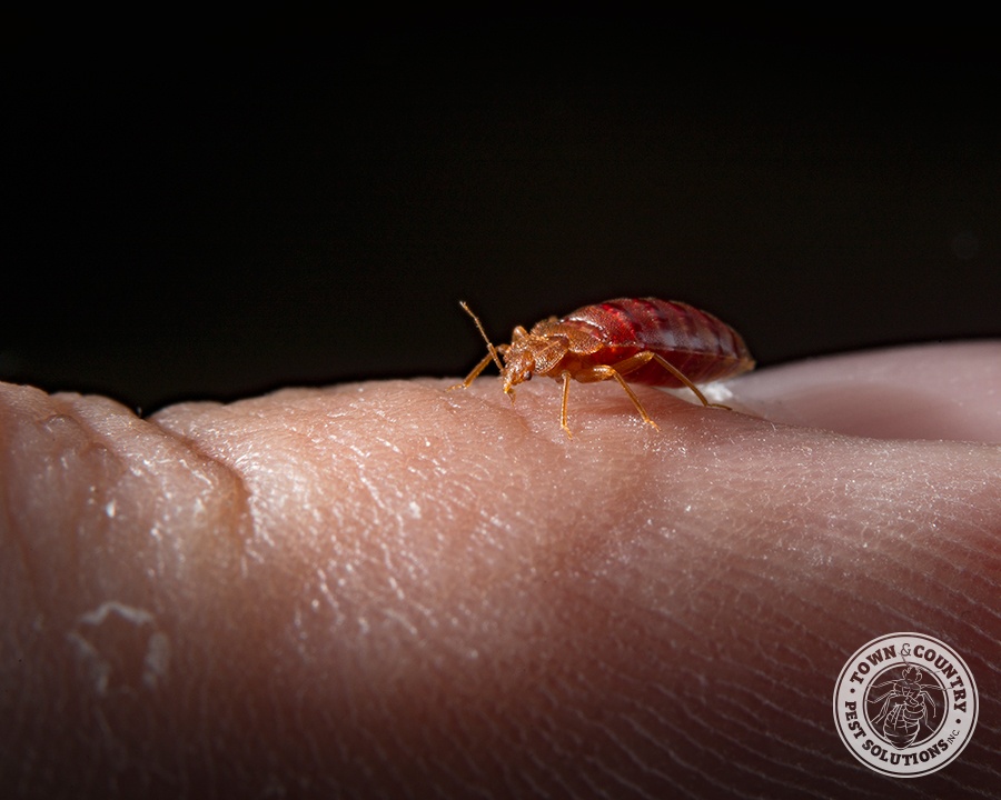 bed bug, blood sucker, vampire, town and country, town and country pest solutions, pest, pests, rochester, syracuse, buffalo, rochester ny, syracuse ny, buffalo ny, new york, western ny, rochester exterminators, syracuse exterminators, buffalo exterminators, bed bugs, fabry, matt fabry, extermination, hire the pros, friendly, trustworthy