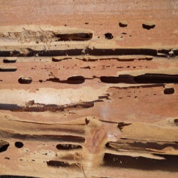 carpenter ant, town and country, town and country pest solutions, pest, pests, rochester, syracuse, buffalo, rochester ny, syracuse ny, buffalo ny, new york, western ny, rochester exterminators, syracuse exterminators, buffalo exterminators, bed bugs, fabry, matt fabry, extermination, hire the pros, friendly, trustworthy