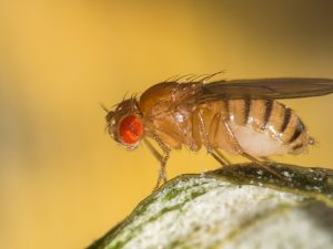 Why Large Numbers Of Fruit Flies Appear In Homes