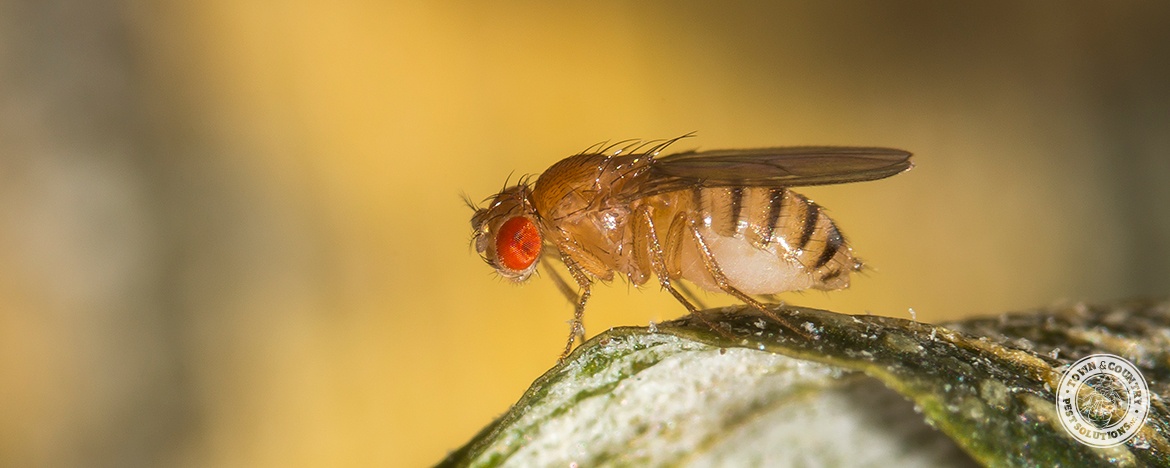 Fruit Flies  Oklahoma State University