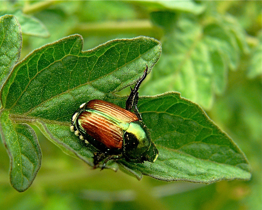 Japanese Beetles | Town and Country Pest Solutions Inc.