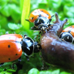 asian lady beetle, lady bug