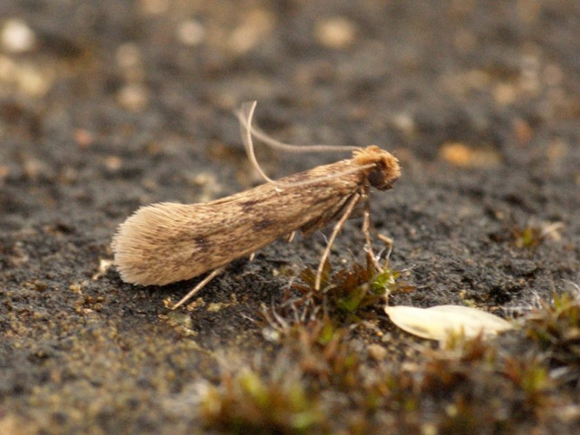 Clothing Moths