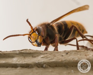 european hornet, european hornets, hornet, town and country, town and country pest solutions, pest, pests, rochester, syracuse, buffalo, rochester ny, syracuse ny, buffalo ny, new york, western ny, rochester exterminators, syracuse exterminators, buffalo exterminators, bed bugs, fabry, matt fabry, extermination, hire the pros, friendly, trustworthy