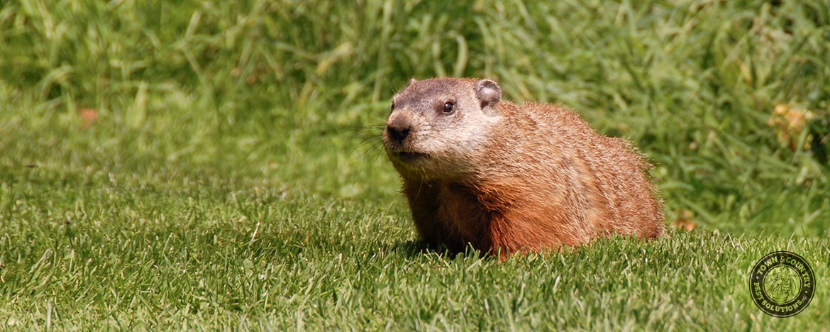 Groundhogs | Town and Country Pest Solutions Inc.