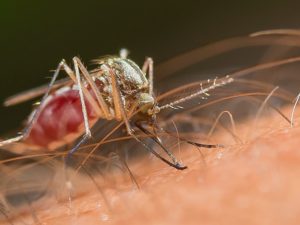 Are EEE-Carrying Mosquitoes A Threat In Residential Areas Of Upstate New York?