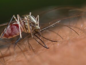How Mosquitoes View The World | Rochester Mosquito Control