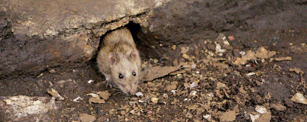 Can Rats Live In The Ceiling?