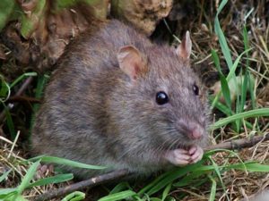 Rodent Infestations And Wild Animal Incidents Are Common In America’s Sports Stadiums