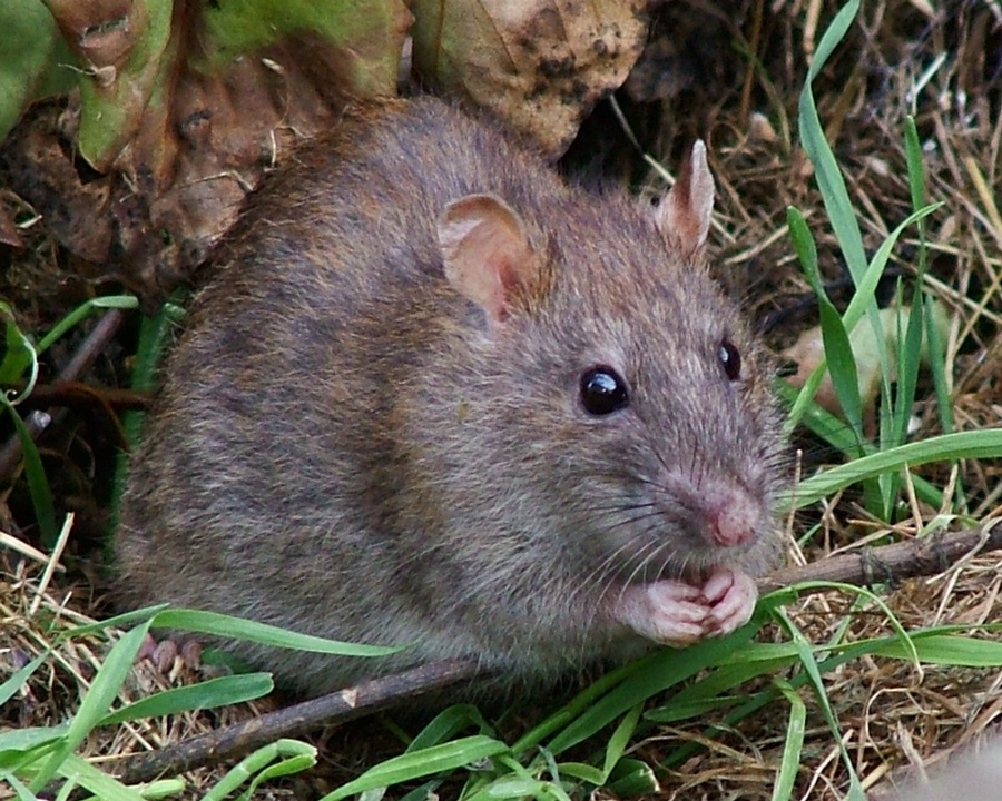 rat, rats, town and country, town and country pest solutions, pest, pests, rochester, syracuse, buffalo, rochester ny, syracuse ny, buffalo ny, new york, western ny, rochester exterminators, syracuse exterminators, buffalo exterminators, bed bugs, fabry, matt fabry, extermination, hire the pros, friendly, trustworthy