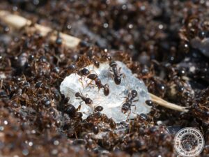 The Ultimate Guide to Preventing Ants in Your Home