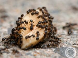 A List Of The Pest Ant Species