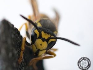 Yellow jackets And Some Bee Species Sometimes Feed On Animal Flesh