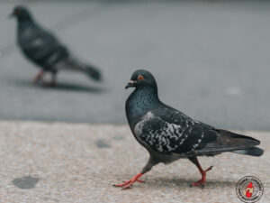 How to Keep Birds from Nesting on Your Property