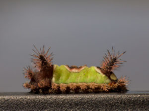 Venomous Caterpillar Species