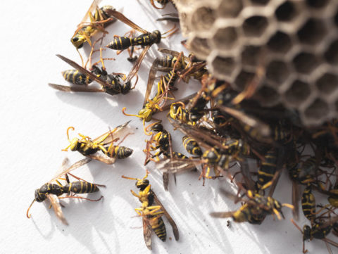 Wasp Control in Rochester