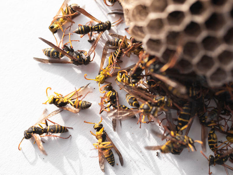 Wasp Control in Rochester