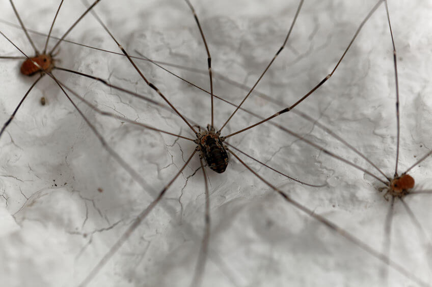 Thousands of Daddy Long Legs Recorded Huddling Next to Heating Vent