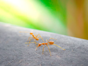 Crazy Ants Can Establish Nests In Virtually Any Type Of Environment, Including The Inside Of Houses