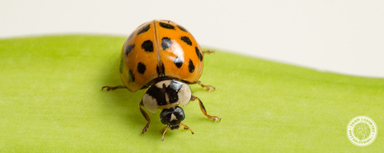 asian lady beetle, beetles, pupa, town and country, town and country pest solutions, pest, pests, rochester, syracuse, buffalo, rochester ny, syracuse ny, buffalo ny, new york, western ny, rochester exterminators, syracuse exterminators, buffalo exterminators, bed bugs, fabry, matt fabry, extermination, hire the pros, friendly, trustworthy