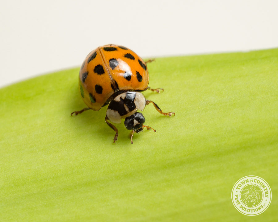 asian lady beetle, beetles, pupa, town and country, town and country pest solutions, pest, pests, rochester, syracuse, buffalo, rochester ny, syracuse ny, buffalo ny, new york, western ny, rochester exterminators, syracuse exterminators, buffalo exterminators, bed bugs, fabry, matt fabry, extermination, hire the pros, friendly, trustworthy