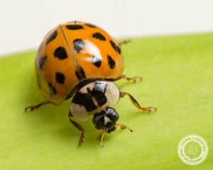 Lady beetle invasion - Insects in the City