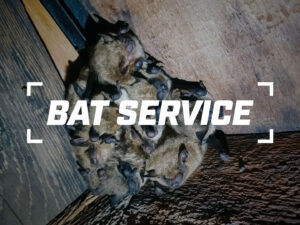 Why Professional Bat Control is Essential for Homeowners