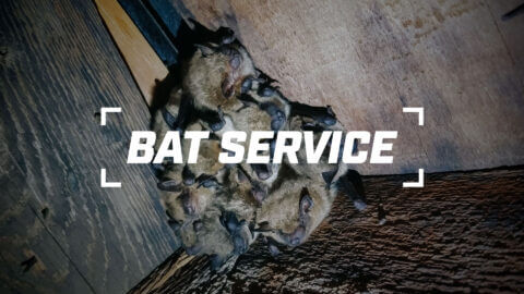 Bat Service Thumbnail