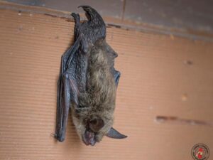 Rochester Bat Control Tips from Town and Country Pest Solutions