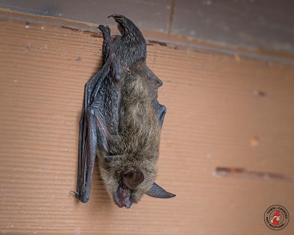 brown bat, vampire, town and country, town and country pest solutions, pest, pests, rochester, syracuse, buffalo, rochester ny, syracuse ny, buffalo ny, new york, western ny, rochester exterminators, syracuse exterminators, buffalo exterminators, bed bugs, fabry, matt fabry, extermination, hire the pros, friendly, trustworthy