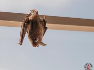 Why Do Bats Avoid Daytime Activity?