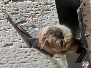 Signs You Have a Bat Infestation | Bat Removal Experts