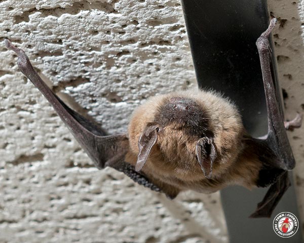 brown bat, vampire, town and country, town and country pest solutions, pest, pests, rochester, syracuse, buffalo, rochester ny, syracuse ny, buffalo ny, new york, western ny, rochester exterminators, syracuse exterminators, buffalo exterminators, bed bugs, fabry, matt fabry, extermination, hire the pros, friendly, trustworthy