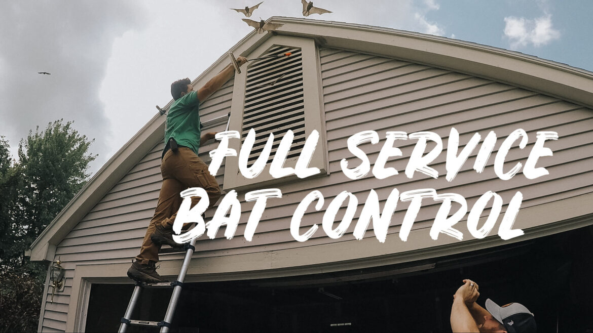 bat, bats, bat control, eradication, wildlife control