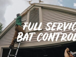 Get a Free Evaluation From the Best Bat Removal Experts in Rochester