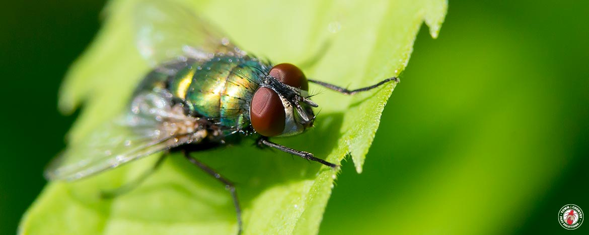 bottle fly, blow fly, fly, town and country, town and country pest solutions, pest, pests, rochester, syracuse, buffalo, rochester ny, syracuse ny, buffalo ny, new york, western ny, rochester exterminators, syracuse exterminators, buffalo exterminators, bed bugs, fabry, matt fabry, extermination, hire the pros, friendly, trustworthy