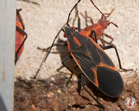 box elder, box elder beetle, beetle, beetles, town and country, town and country pest solutions, pest, pests, rochester, syracuse, buffalo, rochester ny, syracuse ny, buffalo ny, new york, western ny, rochester exterminators, syracuse exterminators, buffalo exterminators, bed bugs, fabry, matt fabry, extermination, hire the pros, friendly, trustworthy