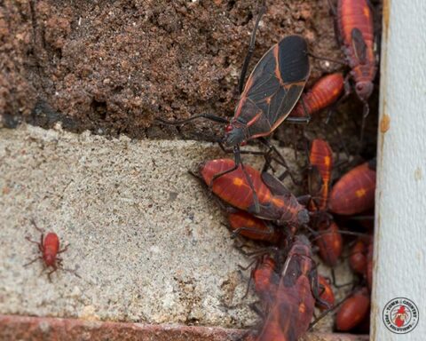 box elder, box elder beetle, beetle, beetles, town and country, town and country pest solutions, pest, pests, rochester, syracuse, buffalo, rochester ny, syracuse ny, buffalo ny, new york, western ny, rochester exterminators, syracuse exterminators, buffalo exterminators, bed bugs, fabry, matt fabry, extermination, hire the pros, friendly, trustworthy