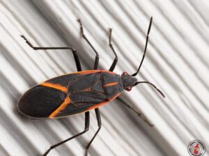Keep Boxelder Bugs Out of Your Home This Fall