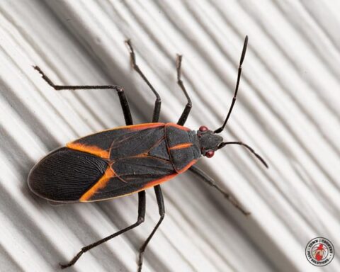 box elder, box elder beetle, beetle, beetles, town and country, town and country pest solutions, pest, pests, rochester, syracuse, buffalo, rochester ny, syracuse ny, buffalo ny, new york, western ny, rochester exterminators, syracuse exterminators, buffalo exterminators, bed bugs, fabry, matt fabry, extermination, hire the pros, friendly, trustworthy