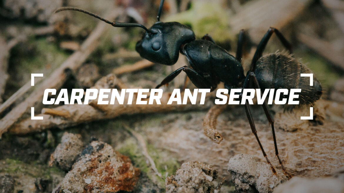 Carpenter Ant Service Thumbnail